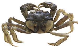 Εικόνα 17. European Green Crab [58] 4.3 Οικολογικές επιπτώσεις.