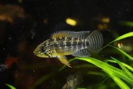 rivulatus