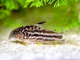 Corydoras