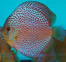 Discus