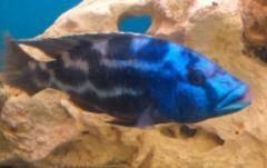 haplochromis