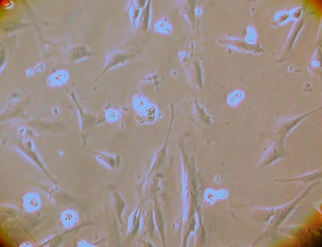 Devel 17 (2):221 Kogler at al 2004, Experimental Hematology Very Small Embryonic-Like Stem Cells: