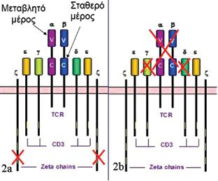 6 Γ. Λεβίδου et al Εικόνα 1. Σχηματική απεικόνιση της διαφοροποίησης των Τ λεμφοκυττάρων. Εικόνα 2.