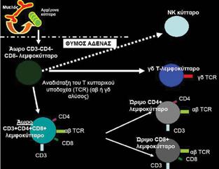 με το σύμπλεγμα CD3 το οποίο περιέχει τις αλυσίδες γ, δ και ε (Εικόνα 2α) 1,3,5.