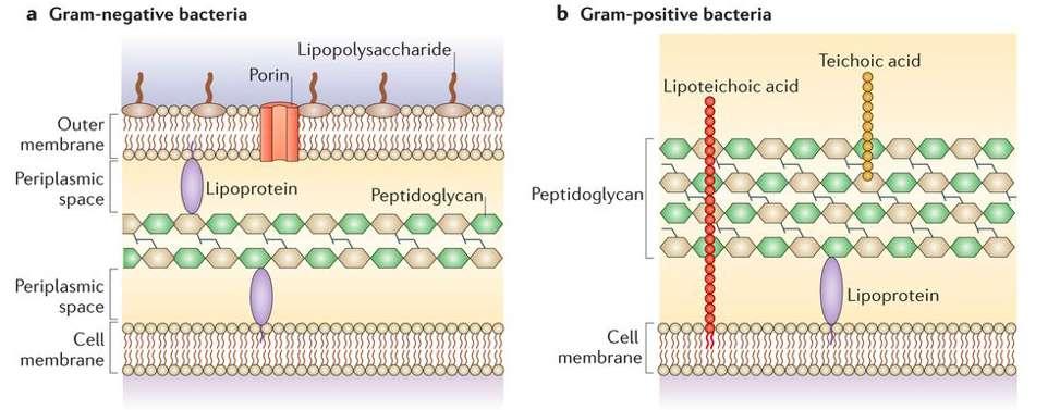 Gram negative Vs Gram positive Τα Gram (+) βακτηρίδια δεν διαθέτουν