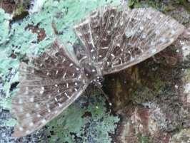 Metalmark