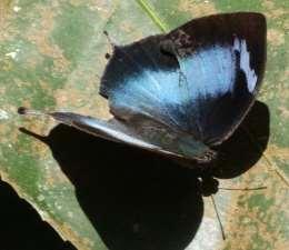 Leafwing