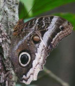 Owl-Butterfly