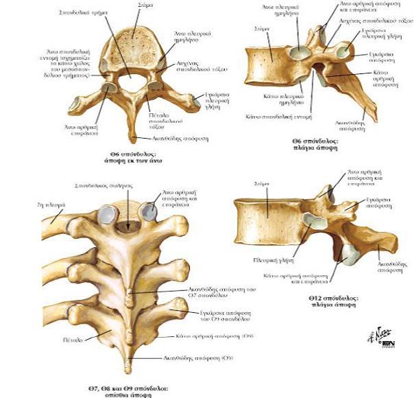 Οι 12 θωρακικοί σπόνδυλοι (εικ. 5) αποτελούνται από το σώμα προς τα πρόσω και το πέταλο με τις δύο εγκάρσιες και την ακανθώδη απόφυση προς τα πίσω.