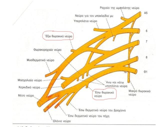 και έσω θωρακικά νεύρα (εικ.