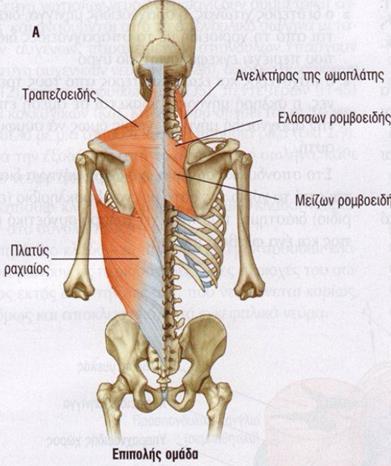 έχουν τα Θ 3 -Θ 6 μεσοπλεύρια νεύρα, γι αυτό καλούνται τυπικά. Τα Θ 1 και Θ 2 δίνουν επιπλέον κλάδους στο βραχιόνιο πλέγμα.