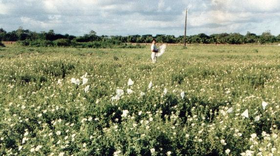 Duration of a foraging trip 20-45 min Number of foraging trips per