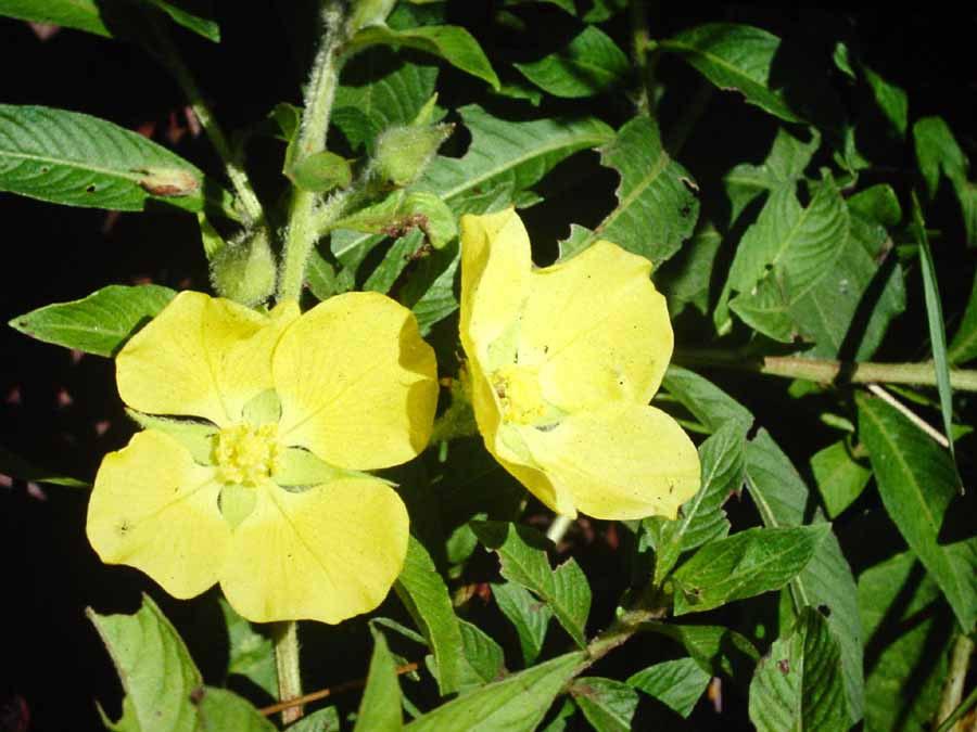 mellifera Trigona