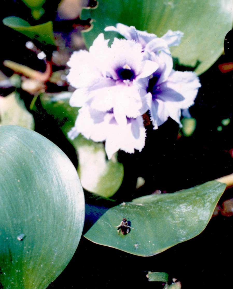 produce large pollen grains Ancyloscelis Anthrenoides Arhysosage Cephalocolletes Callonychium