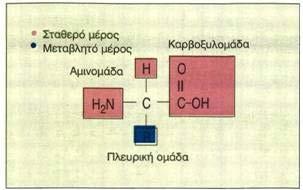 23 ΑΜΙΝΟΞΕΑ Τα περισσότερα αµινοξέα αποτελούνται από ένα άτοµο άνθρακα συνδεδεµένο οµοιοπολικά µε τέσσερα μέρη, ένα άτοµο υδρογόνου, µια καρβοξυλοµάδα (-COOH), µια αµινοµάδα (-NH 2 ) και µια πλευρική