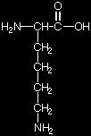 1 a-amino-acetic acid Δομή Ιστιδίνη 7,58 1,82 9,17 Ισολευκίνη 6,02 2,36 9,68 Λευκίνη 6,00 2,36 9,64 Λυσίνη 9,74 2,18