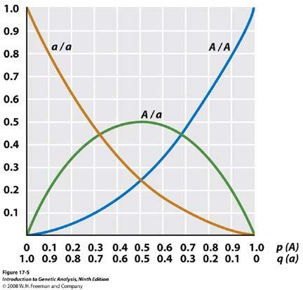 0 < p < 1/3 1 < q < 2/3 p = 1/3 q = 2/3 1/3 < p < 0,5 2/3 < q > 0,5 p = q = 0,5 0,5 < p < 2/3 0,5 < q <1/3 p = 2/3 q = 1/3 p > 2/3 p 2 < 2pq <q 2 p 2 : 0 ως 1/9 2pq: 0 ως 4/9 q 2 : 1 ως 4/9 p 2 = 1/9