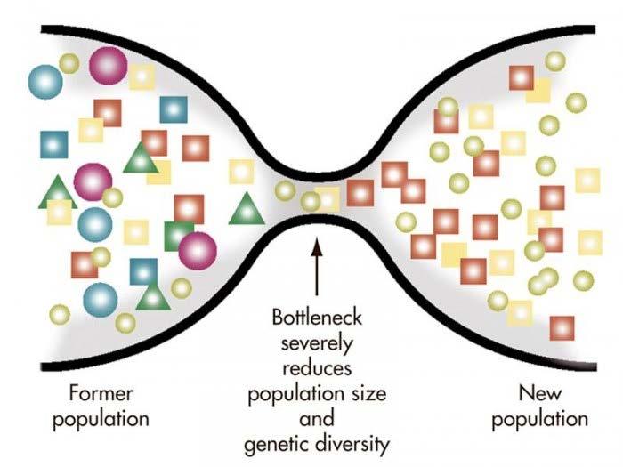 Το φαινόμενο της γενετικής στενωπού (genetic bottleneck) Πρόκειται επίσης για ειδική περίπτωση γενετικής απόκλισης Είναι το φαινόμενο της σημαντικής μείωσης της γενετικής ποικιλότητας ενός
