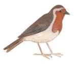 Κοκκινολαίμης (Erithacus rubecula) πορτοκαλί λαιμός, καφέ ράχη, λευκή ουρά και κοιλιά μικρόσωμο πουλί (περίπου 13 εκ.