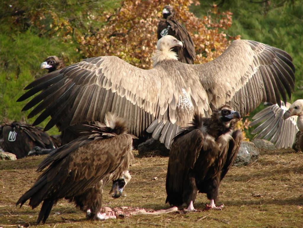 RE-Vultures Προστασία του Μαυρόγυπα και του Όρνιου στα βουνά της Ροδόπης LIFE 14NAT/NL/000901 Αξιολόγηση της υφιστάμενης κτηνιατρικής και υγειονομικής νομοθεσίας και των πρακτικών τεχνητής σίτισης