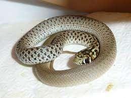Τα πιο κοινά φίδια είναι : 1.