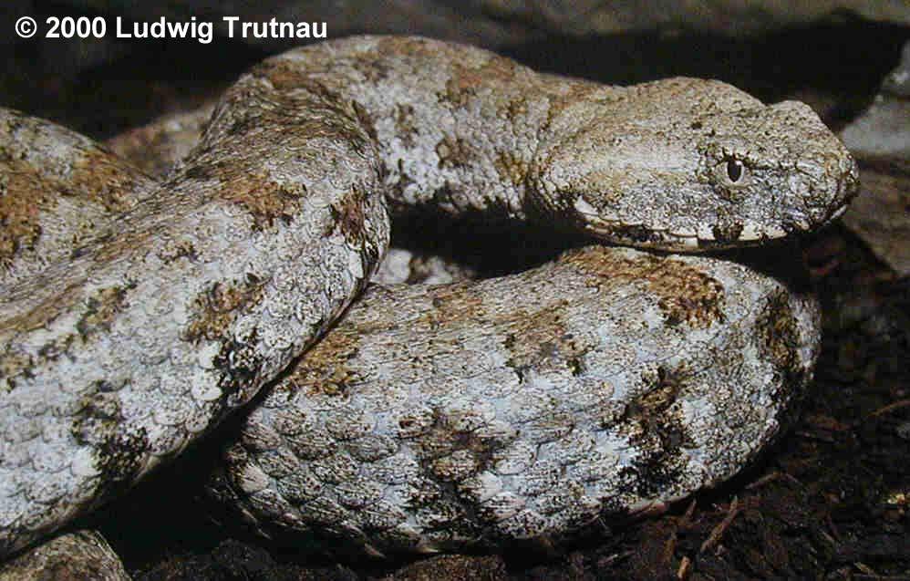 Θηρευτές Οχιά Macrovipera schweizeri (Viperidae), αγιόφιδο Telescopus fallax (Colubridae) σπιτόφιδο Elaphe situla (Colubridae).