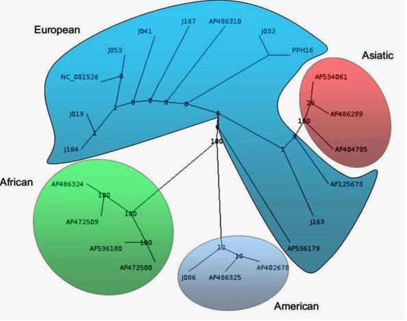 HPV Asian American (AA), θεωρείται ο αυθεντικός πρωτότυπος African (A), European (E) Genome variation of human papillomavirus
