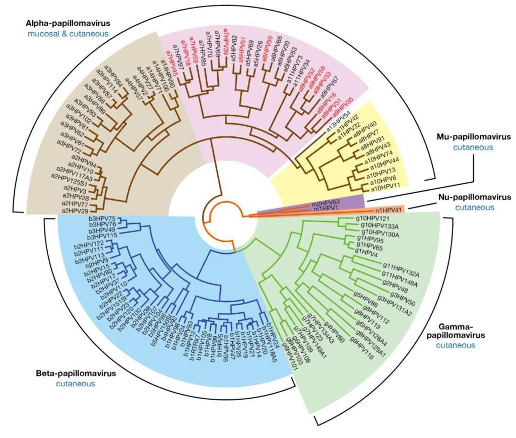 Mucosal and cutaneous lesions in humans and primates Cutaneous lesions in humans histologically distinguishable by intracytoplasmic inclusion bodies specific for type species Benign and