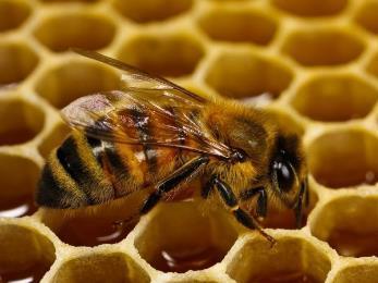 ΜΕΛΙΣΣΕΣ Οι μέλισσες κάνουν μέλι το οποίο χρησιμοποιούμε στα ροφήματα μας και στην διατροφή