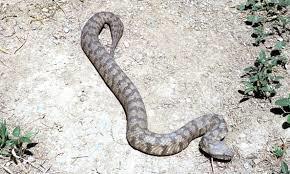 Φίδια Τα φίδια υπάρχουν σε ολόκληρο τον κόσμο όμως όχι τα ίδια είδη.