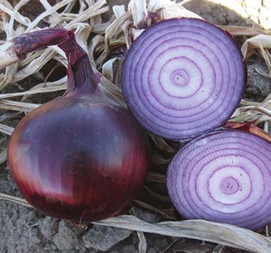 DORATA DI BOLOGNIA Πρώιμη ξανθιά ποικιλία. Βολβοί στρογγυλοί, κίτρινοι με λευκούς χιτώνες. Σπορά Φεβρουάριο έως μέσα Απριλίου.