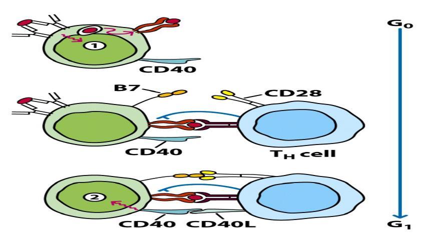 ΕΝΕΡΓΟΠΟΙΗΣΗ Β ΛΕΜΦΟΚΥΤΤΑΡΩΝ Αναγνώριση αντιγόνου από τον BCR- σύνδεση αντιγόνου με τάξης ΙΙ MCH Παρουσίαση