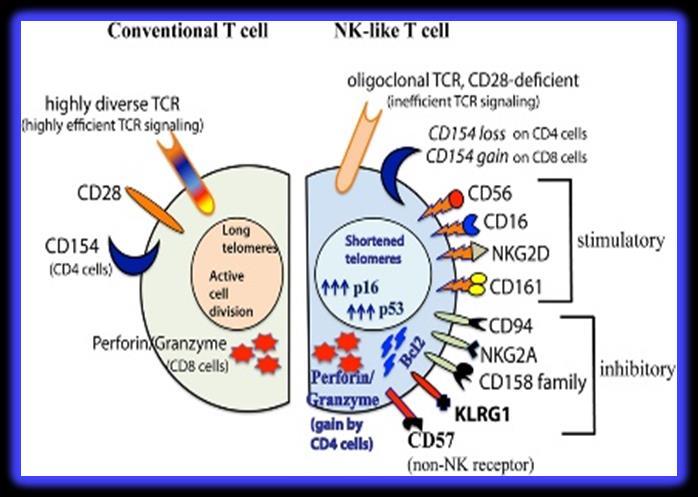 κυτταρολυτικών ενζύμων (περφορίνες, γκραζίνες), κυτταροτοξικών