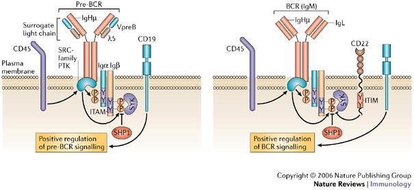 B ΛΕΜΦΟΚΥΤΤΑΡΑ B cell receptor (BCR): Αντιγονικός