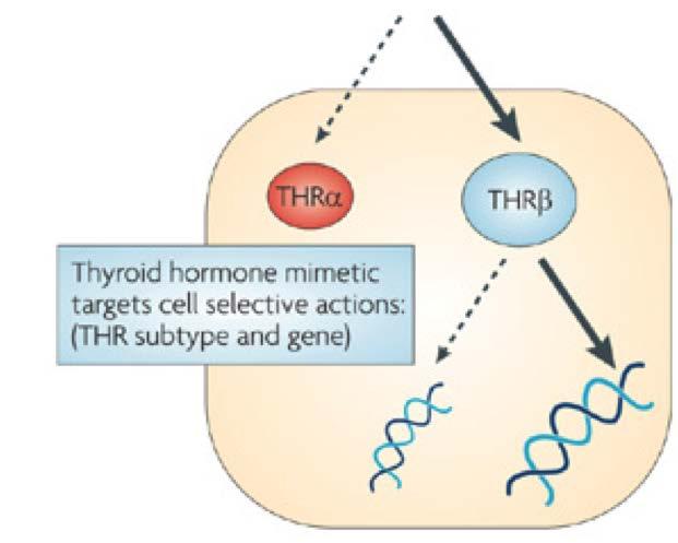 Slide 25 Υποδοχείς θυροξίνης THRα => Εγκέφαλος Καρδιά THRβ =>