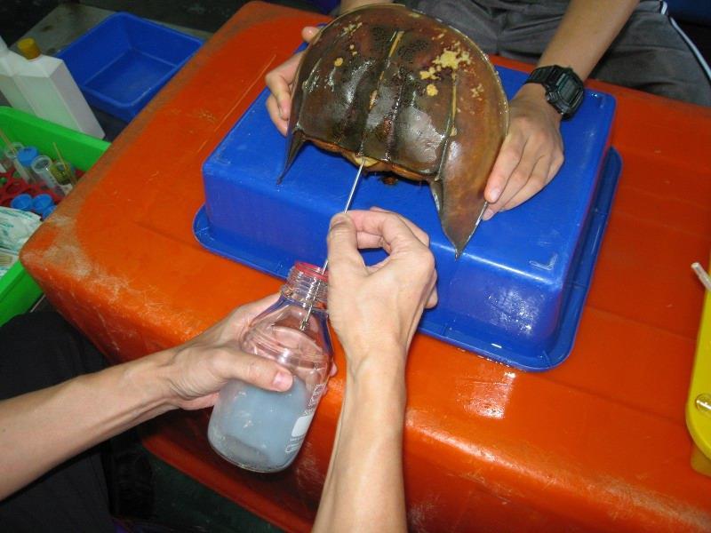 Λήψη Αντιδραστηρίου LAL (Limulus Amebocyte