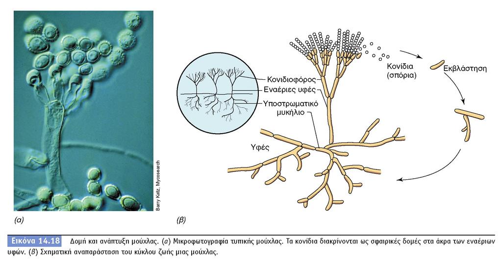 BIOΛOΓIA TΩN MIKPOOPΓANIΣMΩN ΠANEΠIΣTHMIAKEΣ EKΔOΣEIΣ KPHTHΣ Δομή νηματοειδούς μύκητα: οι υφές