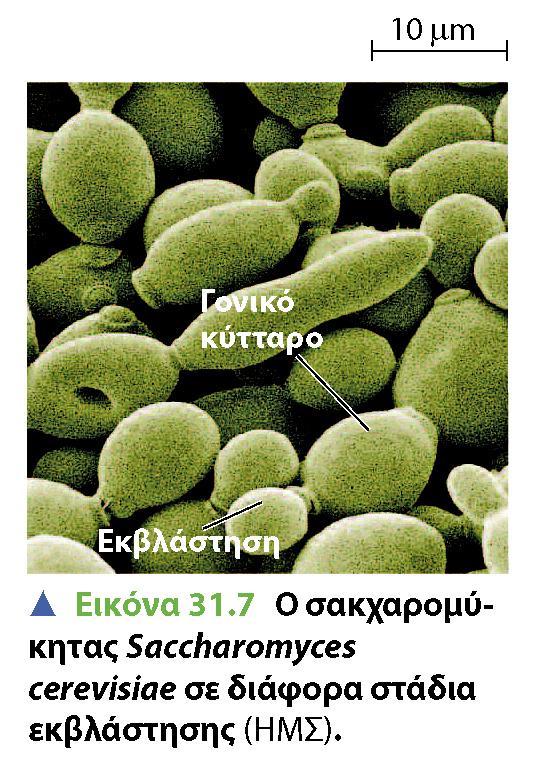 Saccharomyces cerevisiae:
