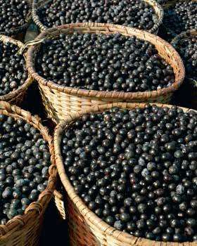 ΜΟΥΡΑ ACAI: Η ΔΥΝΑΜΗ ΤΩΝ ΑΝΘΟΚΥΑΝΙΝΩΝ Το μούρο açaí, ένα φρούτο της Βραζιλίας, είναι πλούσιο σε ανθοκυανίνες, οι οποίες προσφέρουν