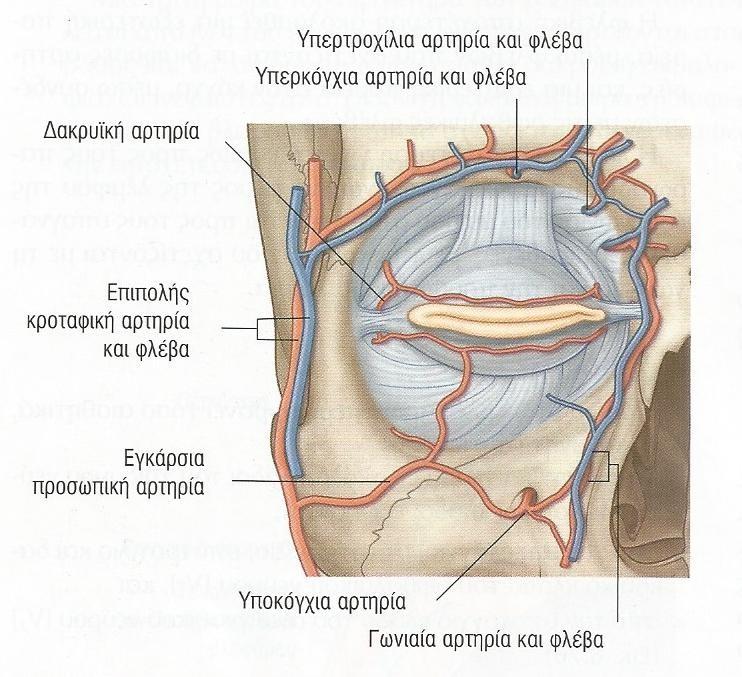 οφθαλμική αρτ.