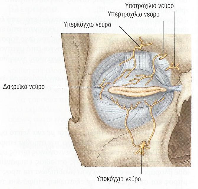 ΒΛΕΦΑΡΑ ΝΕΥΡΩΣΗ Δακρυϊκό υπερκόγχιο υπερτροχίλιο από