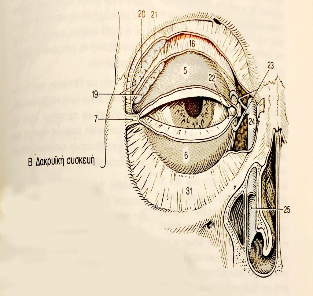 ΚΟΓΧΟΣ: ΔΑΚΡΥΪΚΗ ΣΥΣΚΕΥΗ Ι Δακρυϊκός αδένας (19) Δακρυϊκή και κογχική μοίρα (20+21) Δακρυϊκό σημείο (22) Δακρυϊκό