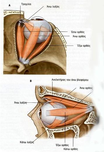 ΕΞΩΒΟΛΒΙΚΟΙ ΜΥΕΣ ΤΟΥ ΟΦΘΑΛΜΟΥ Άνω ορθός μυς (κοινό κινητικό ΙΙΙ) Κάτω ορθός μυς (κοινό κινητικό ΙΙΙ) Έσω ορθός μυς (κοινό κινητικό