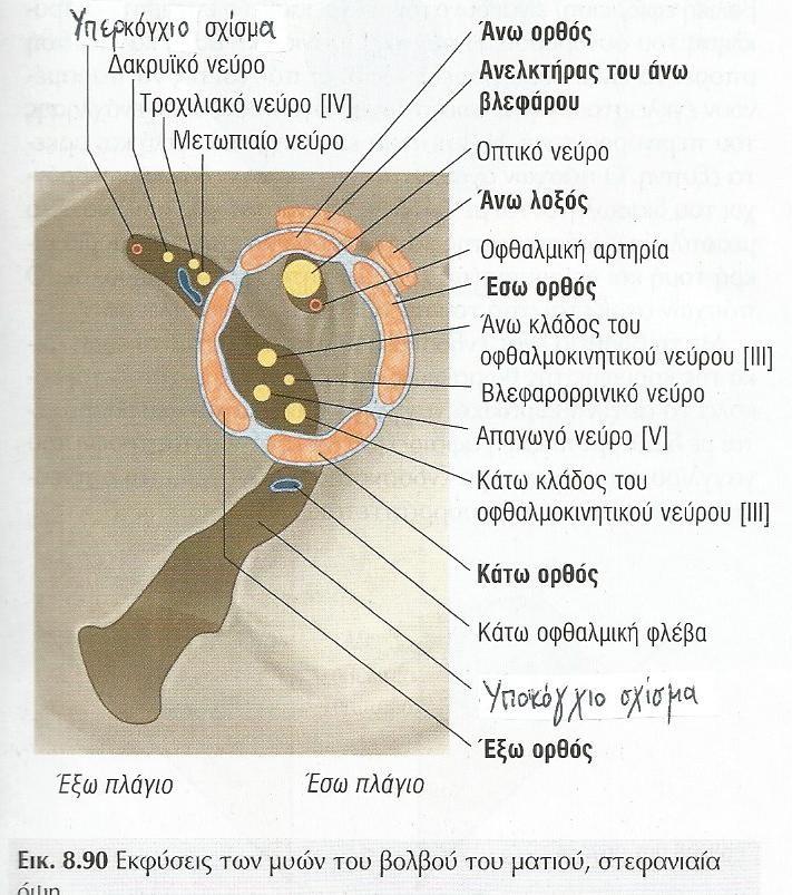 ΝΕΥΡΩΣΗ ΜΥΩΝ Οφθαλμοκινητικό (κοινό