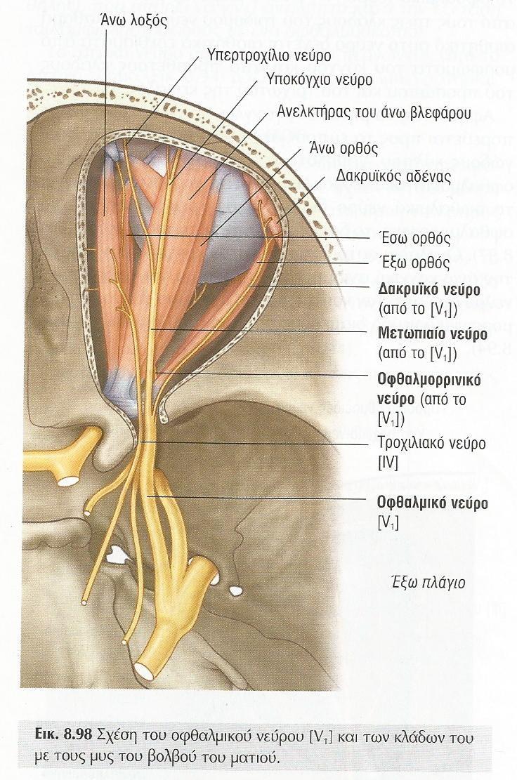 ΟΦΘΑΛΜΙΚΟ ΝΕΥΡΟ V1 Το οφθαλμικό νεύρο, εισέρχεται στον οφθαλμικό κόγχο δια του υπερκογχίου σχίσματος και δίνει τρείς κλάδους : Το δακρυικό ν.