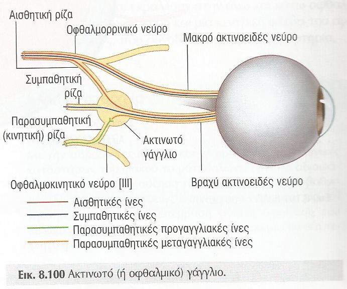 ΟΦΘΑΛΜΙΚΟ ΓΑΓΓΛΙΟ Πρόσθιο τμήμα κόγχου, μεταξύ οπτικού ν.