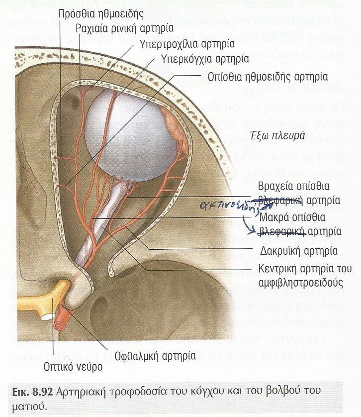 ΑΙΜΑΤΩΣΗ