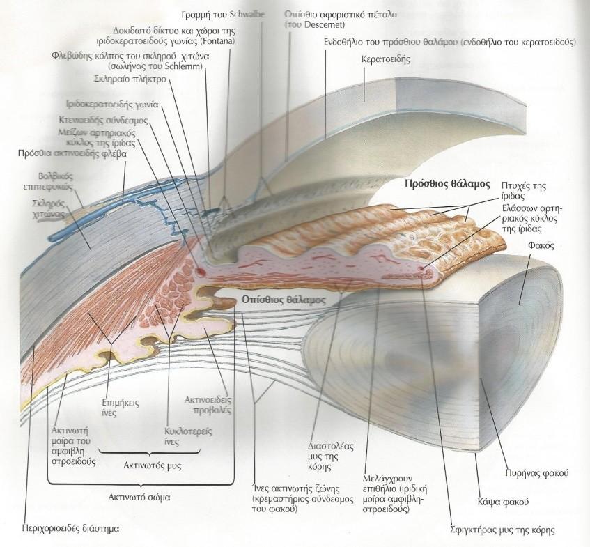 ΠΡΟΣΘΙΟΣ ΚΑΙ ΟΠΙΣΘΙΟΣ ΘΑΛΑΜΟΣ Ο χώρος ανάμεσα στον κερατοειδή και την ίριδα ονομάζεται πρόσθιος θάλαμος. Πίσω από την ίριδα βρίσκεται ο φακός.