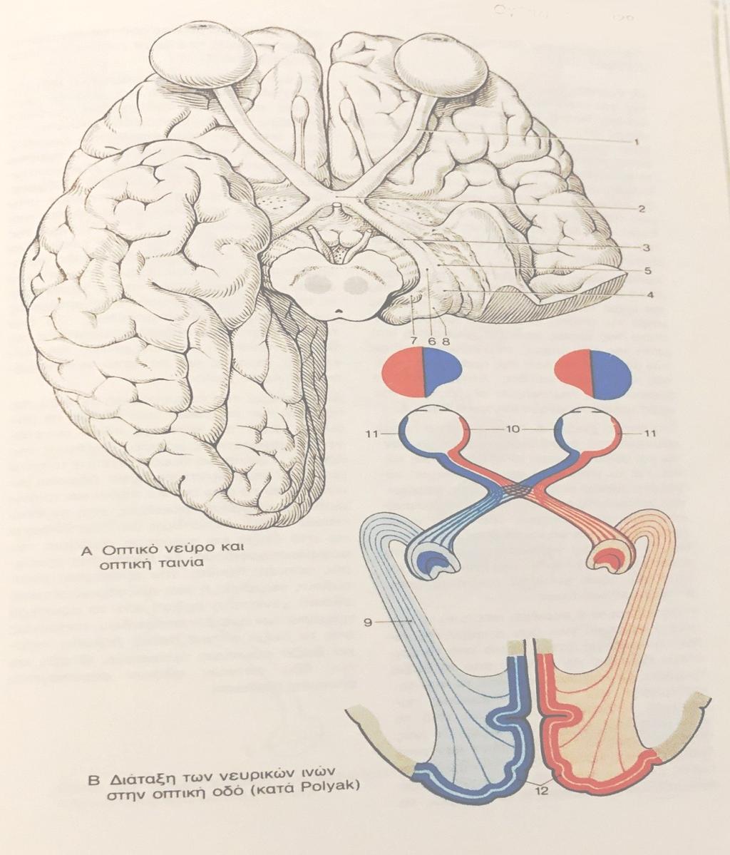 ΟΠΤΙΚΗ ΟΔΟΣ 1. 2. 3. 4. 5. 6. 7. 8. 9. 10. 11. 12. Οπτικό ν. Οπτικό χίασμα Οπτική ταινία Έξω γονατώδες σώμα Έσω ρίζα (πρόσθια διδύμια αντανακλ.