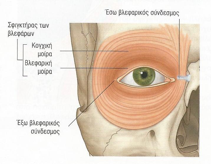 ΒΛΕΦΑΡΑ